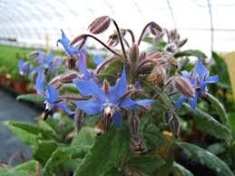 Plant fleurs bourrache