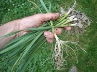 Plant de poireau x25