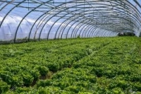 Plant de salade batavia x24