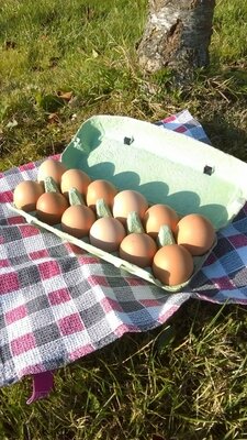 24 oeufs