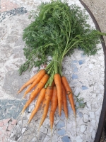 Botte de carottes fanes