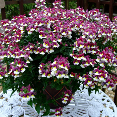 Nemesia bicolore violet/blanc - pot 10cm