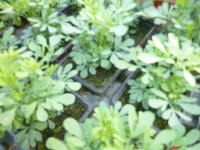 Plante utile au potager rue