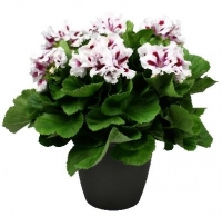 Pélargornium costa barcelona white 