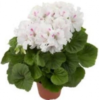 Pélargornium monalisa white