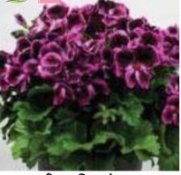 Pélargornium costa barcelona lilac