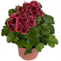 Pélargornium costa barcelona raspberry