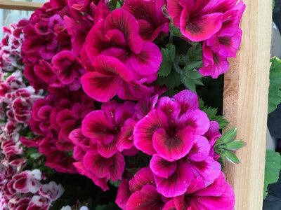 Pélargornium bicolore rose