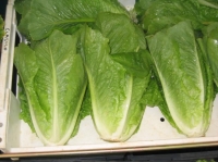 Laitue romaine