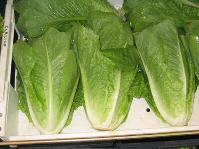 Laitue romaine