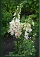 Digitale à fleurs blanche pot 3l