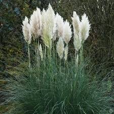 Herbe de la pampa pot 3l