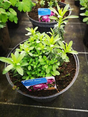 Ibéris amethyste pot 3 l