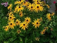 Rudbeckia jaune en pot de 3l