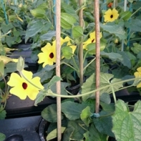 Suzanne aux yeux jaune