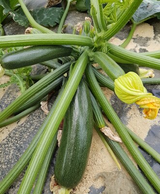 Courgettes verte et jaune sans traitement