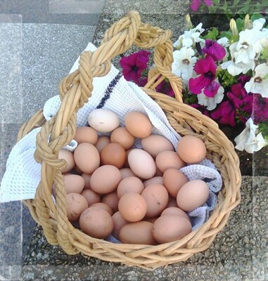 Oeufs frais x 6