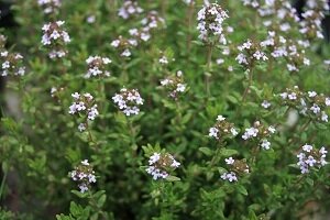 Thymus vulg. compactus (thym)
