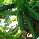 Courgettes moyennes
