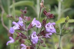 Salvia officinalis (sauge)