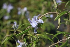 Rosmarinus officinalis (romarin)