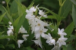 Deutzia gracilis 40/60]