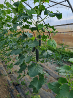 Concombre  sans traitement