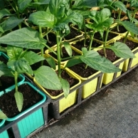 Plant de poivron hongrois en pot