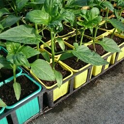 Plant de poivron cornue rouge en pot