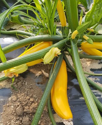 Courgettes jaunes  et verte sans traitement