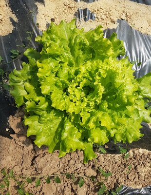 Salade du moment