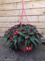 Suspension de bégonia rouge retomba