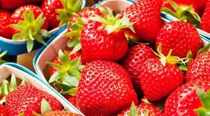 Fraise bio