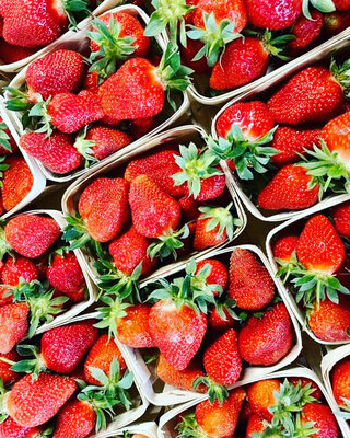 Fraise bio