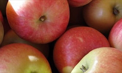 Pomme dalirene bio