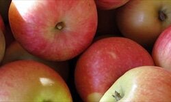 Pomme dalirene bio