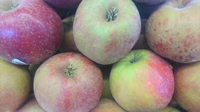 Pomme wellant bio