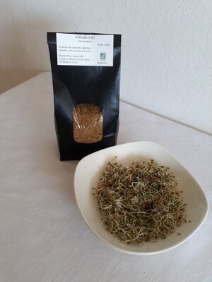 Graines d'alfalfa ab