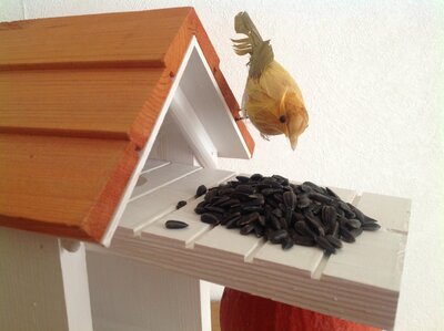 Graines de tournesol bio pour oiseau