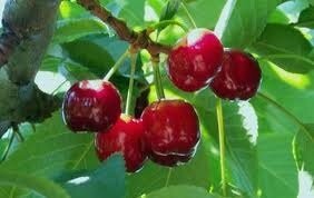 Cerise 500g