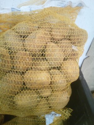 Pomme de terre marabel