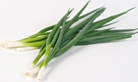 Ciboule bio