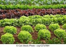 Salade
