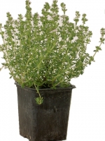 Plant de thym ordinaire