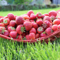 Fraises de plein champ