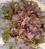 Du moment laitue .batavia etc