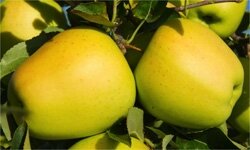 Pomme goldrush bio
