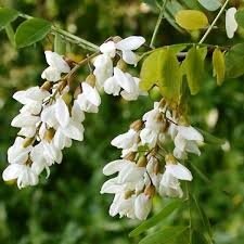 Sirop d'acacia