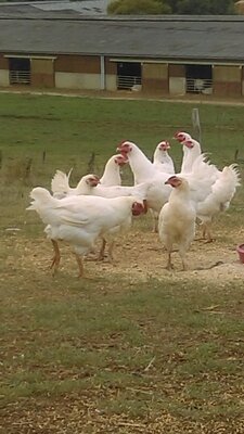 Poulet 2kg200-2kg400