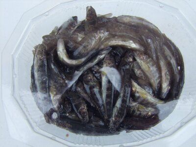 Friture de truite